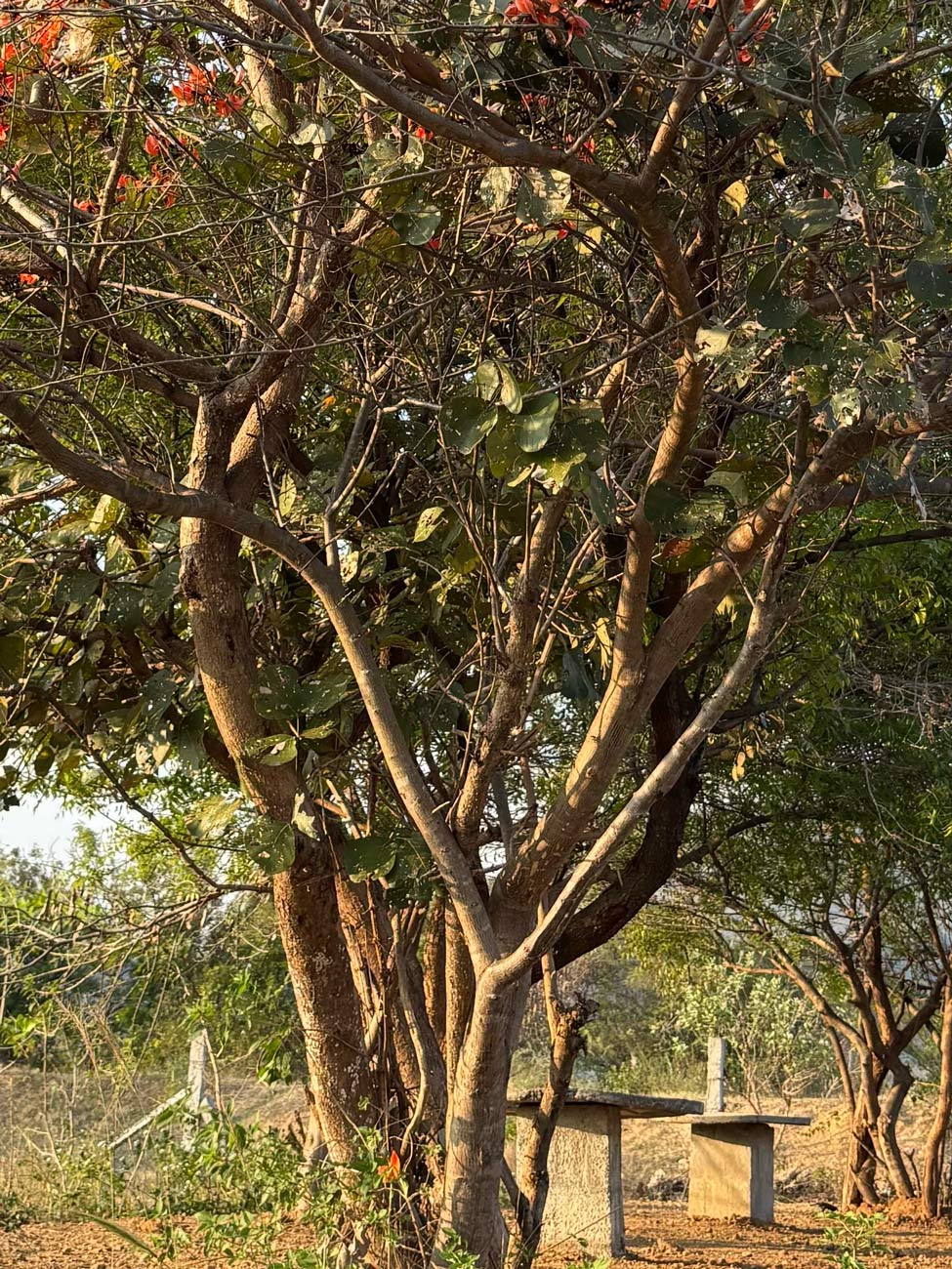 IMG_3230-2 Arunachala Gurukulam